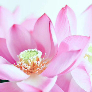 Meet your Posher, Yin